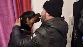 Emotional Reunion My Rottweiler My Priceless Joy 🐾😢😘❤️AnimalBugsy [upl. by Aidul]