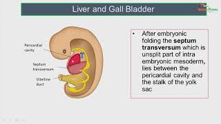 Development of Hepatobiliary system amp pancreas [upl. by Eon]