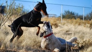 Doberman takes on Kangal  Two breeds playing hard [upl. by Tekcirk]