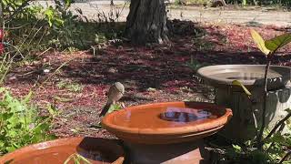 Singing Honeyeater [upl. by Enrichetta]