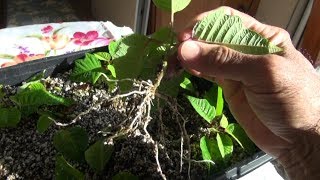 Propagating Poinsettias for the Holidays Part 2 [upl. by Hgeilyak]