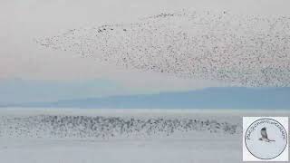 So many migratory birds incredible to watch  hundreds of thousands [upl. by Norahs200]