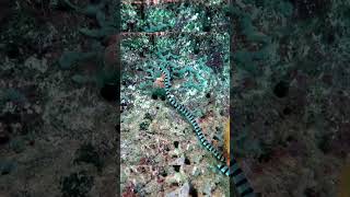 Banded Sea Krait  Snorkeling  Waigeo  Raja Ampat  Indonesia [upl. by Takakura]