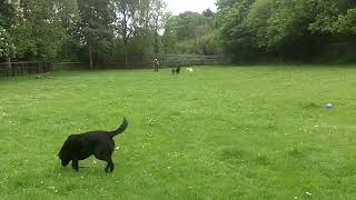 Shepherds Moo amp Tinkerbelle with Josie Lab amp Nala Retriever DogtrainersUK [upl. by Tawney24]