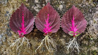 How to grow Solenostemon from colorful leaves for beginner [upl. by Ainezey]