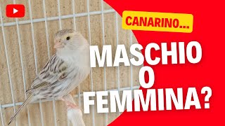 Canarino maschio o canarino femmina scopriamolo insieme [upl. by Milford623]