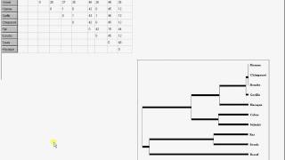 phylogene matrice des distances [upl. by Artened]