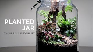 Planted Jar  How to make a nature terrarium  DIY nature terrarium built [upl. by Inait]