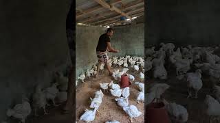 প্রতিদিন কঠের গুড়ো দিতে হয় polty chickenfarm [upl. by Otanod]