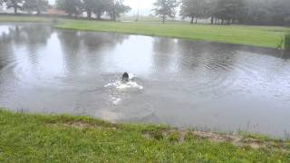 Wirehaired Pointing Griffon water training [upl. by Ecneret]