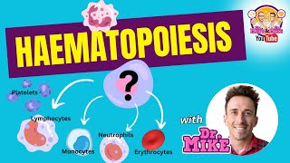 Hematopoiesis  Erythropoiesis [upl. by Socher]