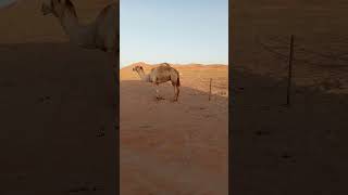 উট saudiarabia newvideo camel desert truck [upl. by Dotson]