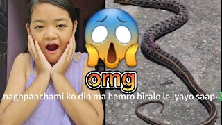 naghpanchami ko din ma hamro biralo le lyayo saap😱🐍🐍 [upl. by Mazman487]