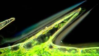 Cyclosis in Elodea Beautiful Microscopic HD Video [upl. by Lyssa]