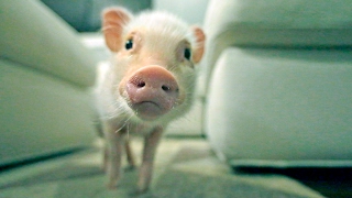 Meet Hank the adorable baby mini pig whos become a social media star [upl. by Asselem]