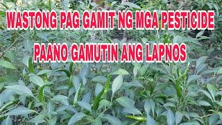 WASTONG PAG GAMIT NG MGA FUNGICIDE PARA LAPNOS  ANTHRACNOSE [upl. by Alyose]