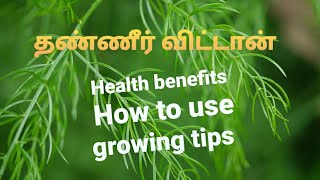 THANNIRVITTANSHATAVARIhealth benefitsgrowing tips [upl. by Vey]