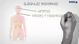 Qué es la endocrinología y nutrición [upl. by Koball]