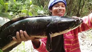 mancing ikan Toman strek besar 8 kg 4 mta [upl. by Crispen]