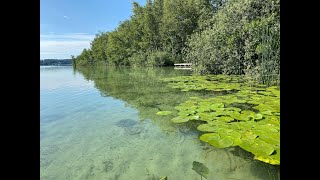 Der Lebensraum Schilf am Wörthsee [upl. by Asimaj]