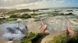 Fishing Galjoen Steenbras Its time to scratch till you catch [upl. by Yelsa]