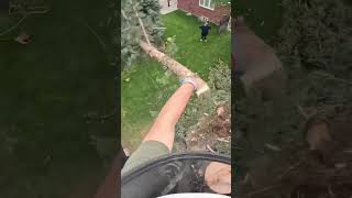 Masterish at work ☠️ 🇨🇦 arborist bluecollar treework [upl. by Llednahs]