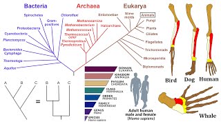 Evolutionary Biology Phylogenies Homology and Taxonomy [upl. by Anecuza]