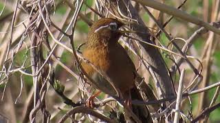 ガビチョウ66地鳴きChinese Hwamei4K [upl. by Evot96]