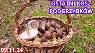 DOBIESZYŃSKIE LASY I OSTATNI KOSZYK PODGRZYBKÓW 091124 [upl. by Wende]