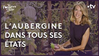 Laubergine de Barbentane  Les potagers de Julie  24092022 [upl. by Remy]