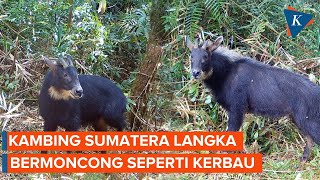 Mengenal Kambing Hutan Sumatera Langka yang Bermoncong Mirip Kerbau [upl. by Atipul]