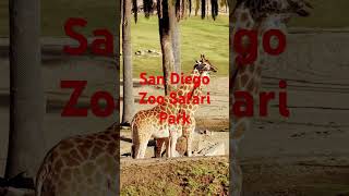 🦏🦁San Diego Zoo Safari Park🚎Africa Tram🦒Giraffe🦵Leg [upl. by Sirret764]