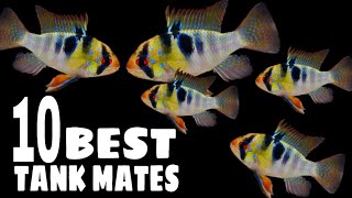 10 Most Suitable Tank Mates For German Blue Ram Cichlid [upl. by Niliram]