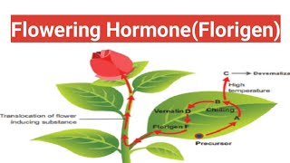 Flowering HormoneFlorigen biologywalesir [upl. by Ogdon]