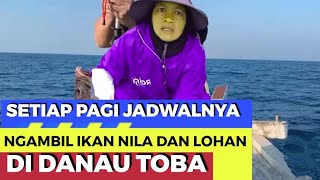 LAKE TOBA  BORU MANURUNG PAGI NYA AMBIL IKAN LOHAN DAN IKAN NILA DI DANAU TOBA [upl. by Yebba772]