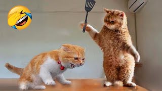 Funniest Animals 😄 New Funny Cats and Dogs Videos 😹🐶 Part 8 [upl. by Anastasius261]