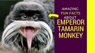 Emperor Tamarin monkey Baby Emperor Tamarin monkey pet facts for kids [upl. by Lajes]