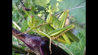 곤충탐구34섬풀무치locusta migratoria [upl. by Marie-Ann]