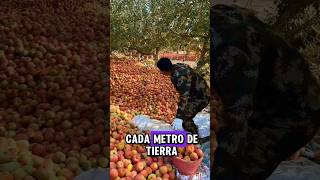 TONELADAS de Manzanas Chinas fruit farming agriculture fruta jardin garden [upl. by Osbourne]