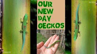 NEW lined day geckos  Phelsuma lineata breeding pair [upl. by Eiralam]