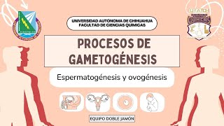 Proceso de Gametogénesis Espermatogénesis y Ovogénesis [upl. by Ihsakat]