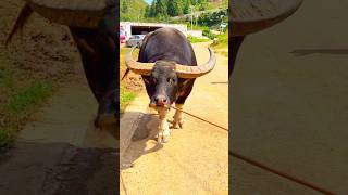 A Bull is Back bull cowes healthyanimals animals dairyfarm cow cowfarm cowcows [upl. by Yl]