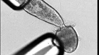 Didinium eats Paramecium [upl. by Nassah]