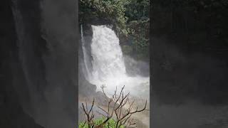 Harvalem waterfallsGoatourismmistnature traveller [upl. by Liman]