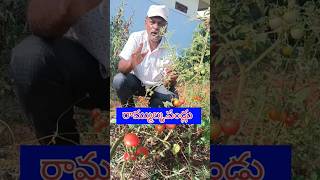 రామ్ముల్క పండ్లు  ramulka pandlu  చిట్టి టమాట  treditional fruits  little tomato  🍅  RRR [upl. by Hayalat]