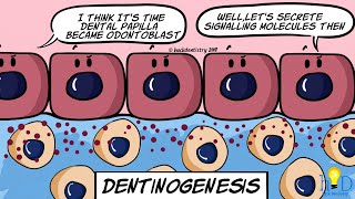 Dentinogenesis  HackDentistry [upl. by Nraa97]