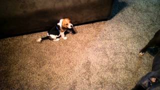 Beagle puppy howling [upl. by Rae522]