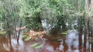 Severe Flooding at RiverAuton Rd near Green Swamp West Withlacoochee River Co Park 101124 [upl. by Aveline]