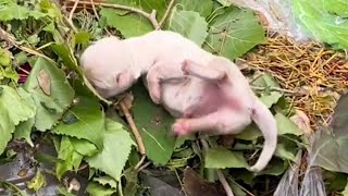 Abandoned two dying puppies were calling for their mother in a trash just hours after being born [upl. by Dyolf592]