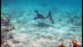 Spotted Eagle Ray Aquila di Mare Maculata Aetobatus narinari wwwintotheblueit [upl. by Attey]